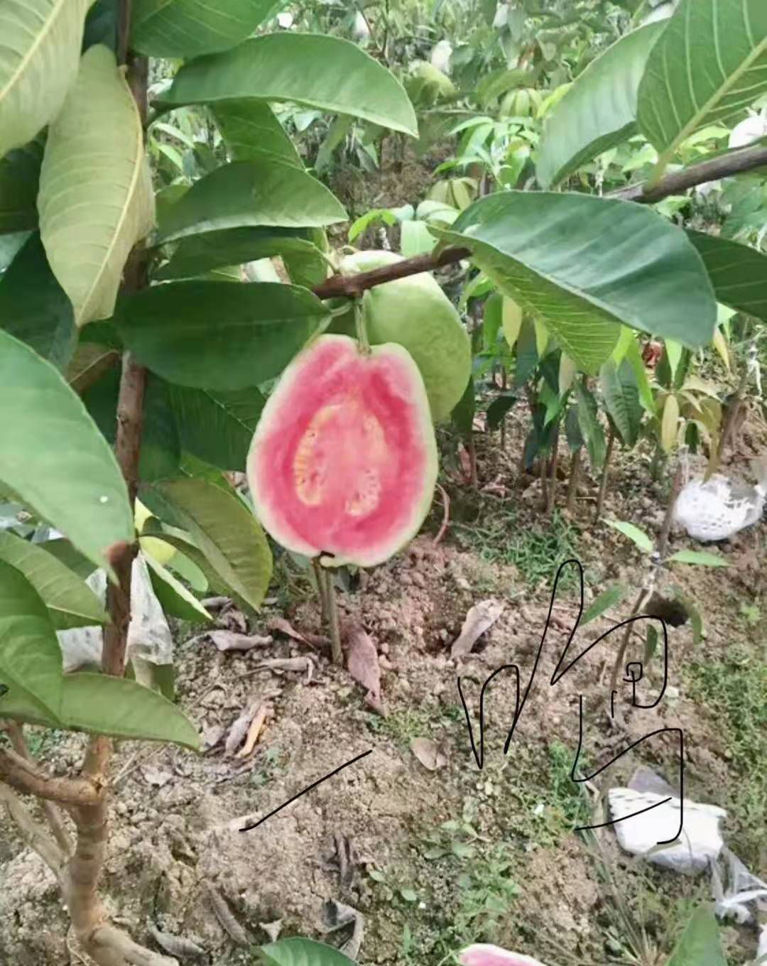胭脂红番石榴苗  西瓜芭乐番石榴果苗