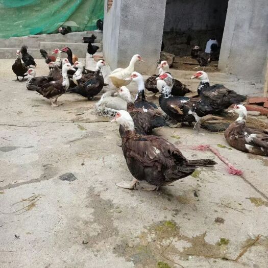 岳阳老鸭