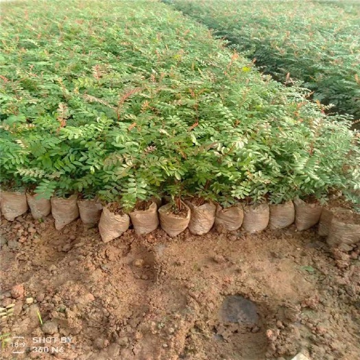 兴义市清香木盆栽 贵州清香木供应商