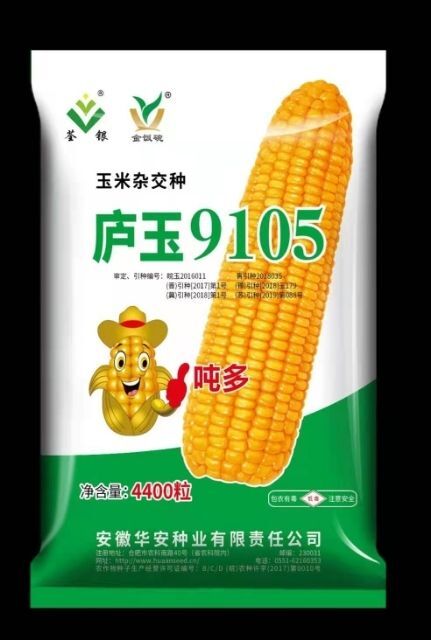 聊城芦玉9105 一穗一斤，上市公司，农民朋友的喜望