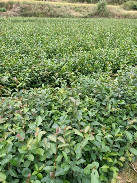 油茶树苗  供应一年生，两年生，大果油茶苗，小果油茶苗。