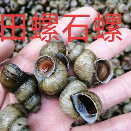 滑县淡水螺 剪尾螺