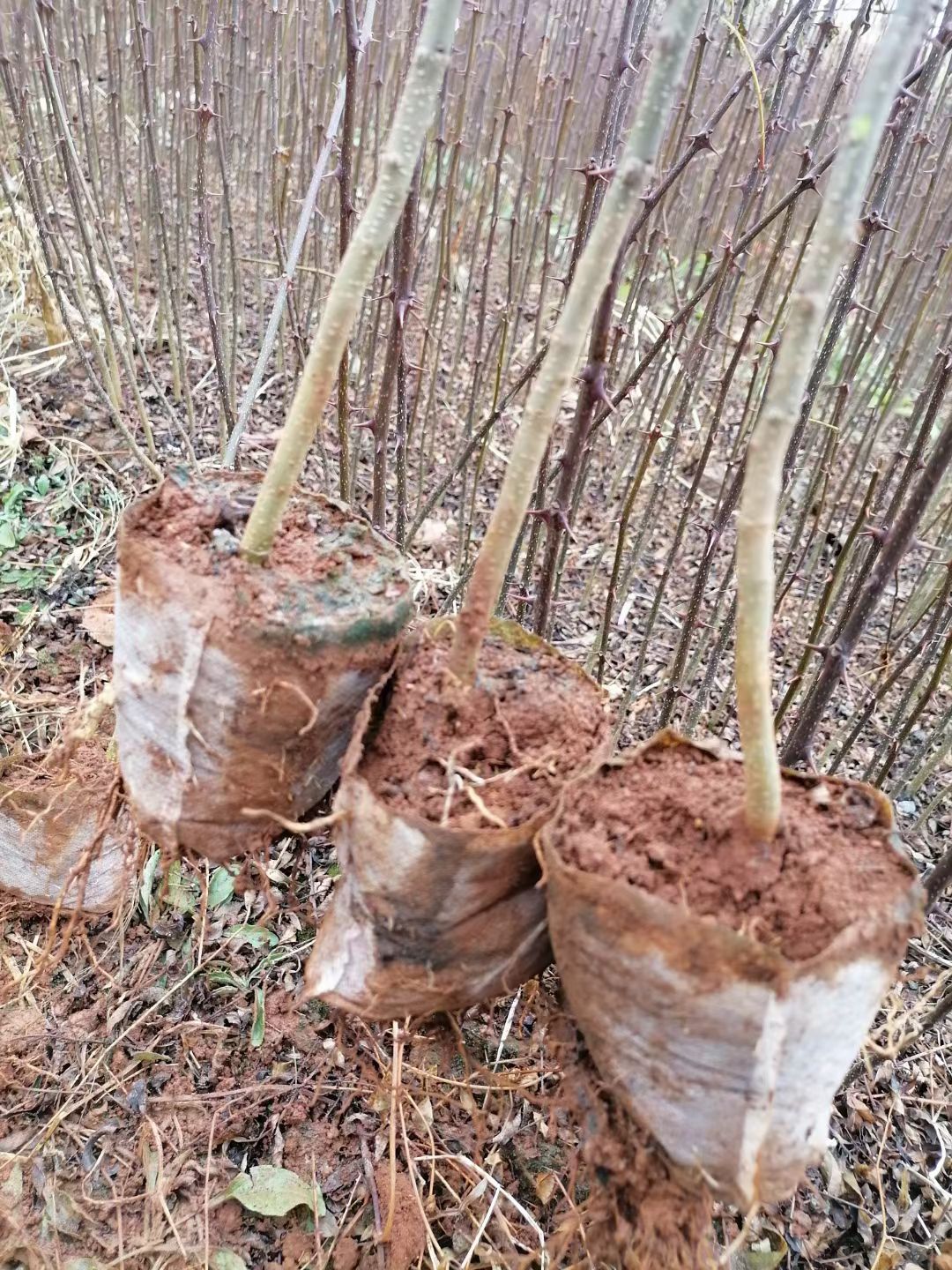 大红袍花椒苗 红椒苗？汉源貢椒