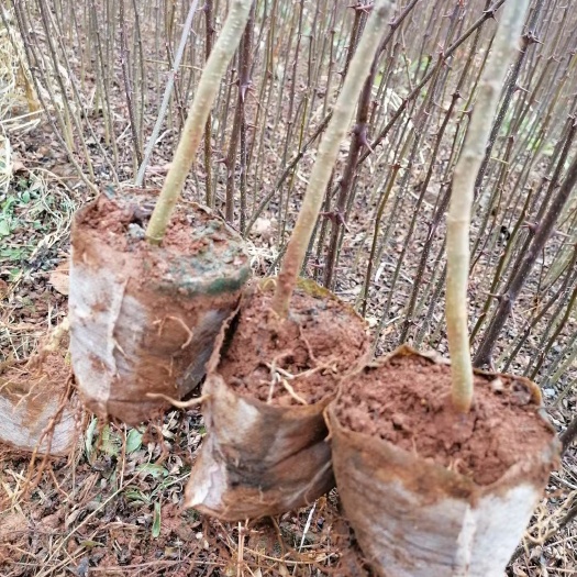 金阳县大红袍花椒苗 红椒苗？汉源貢椒