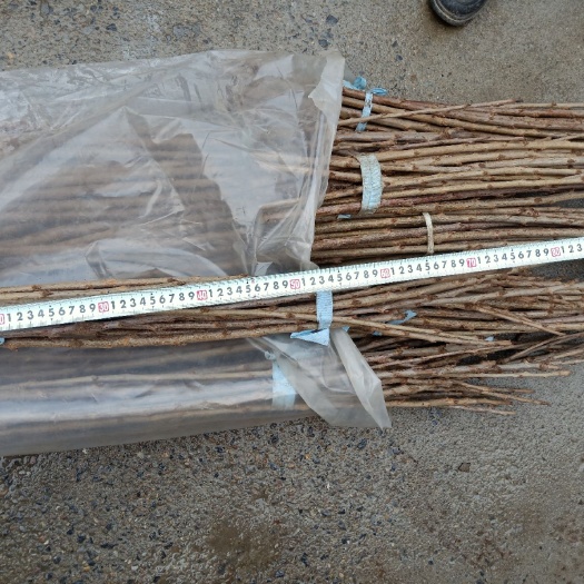 大连沙王樱桃苗 沙王大樱桃接穗品种打准