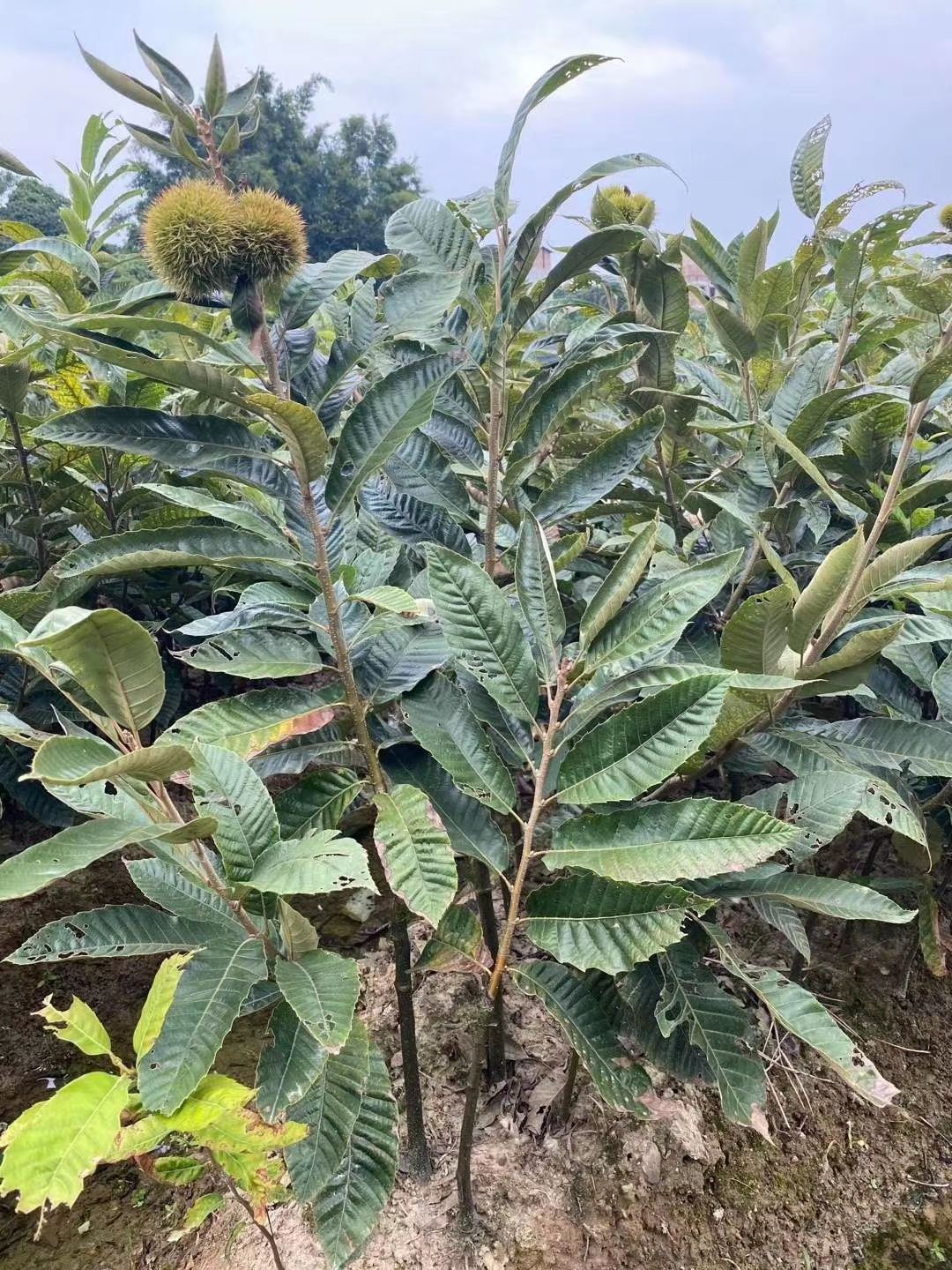 大红袍板栗苗