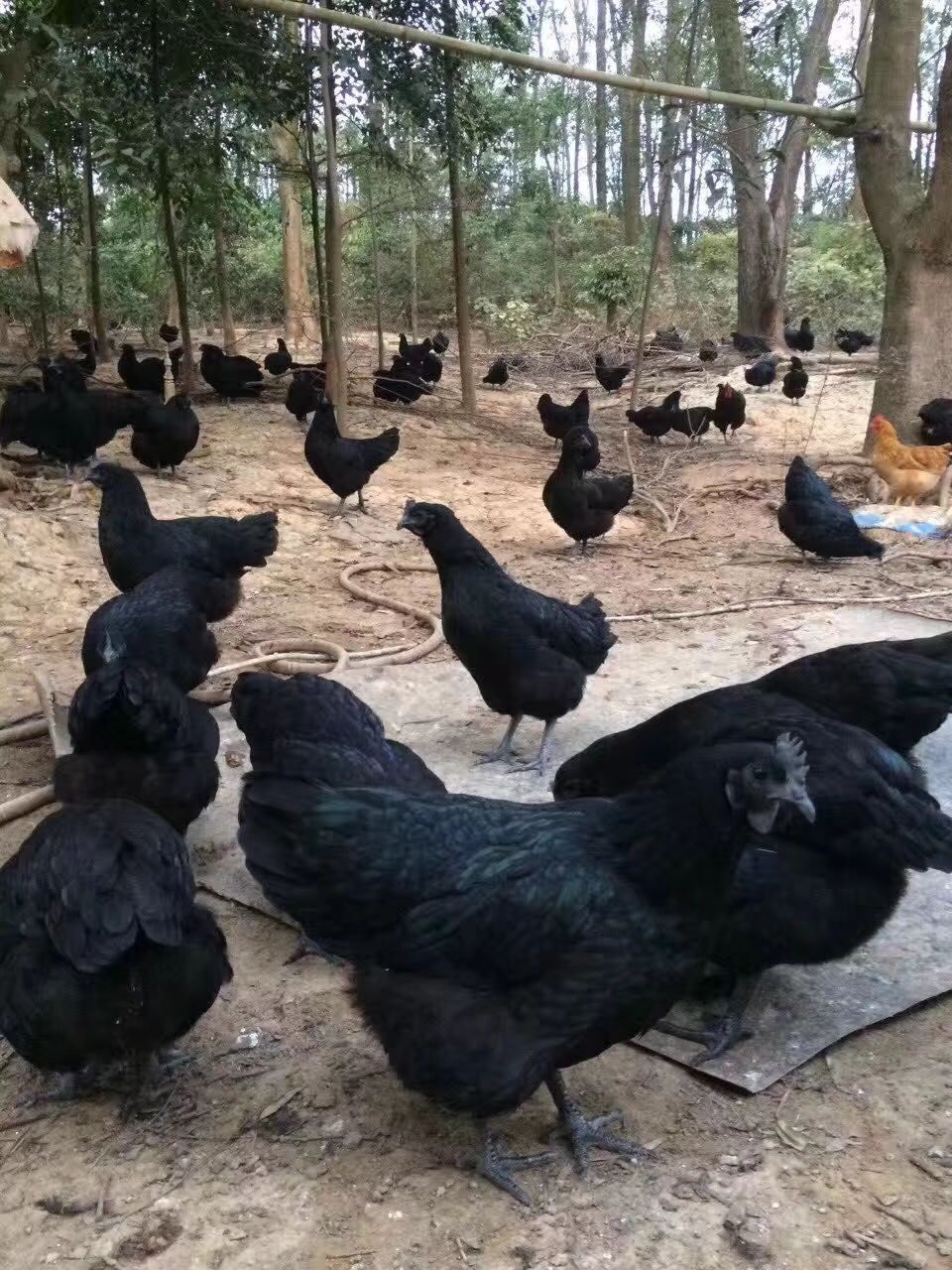 五黑鸡苗 五黑一绿鸡苗，冠黑皮黑内脏黑下绿壳土鸡蛋。