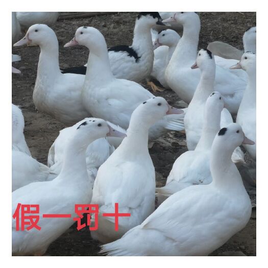南宁肉鸭苗  一点黑鸭苗、骡鸭苗、（m18）鸭苗厂家直销