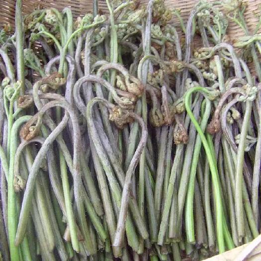 宁南县 蕨菜，龙须菜。量大从优。天然无污染。