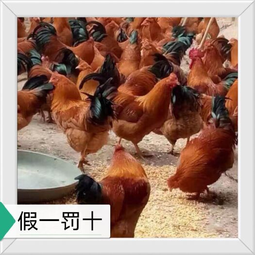 南宁灵山土鸡苗厂家直销
