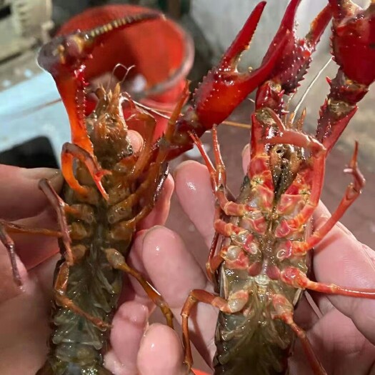 连云港小龙虾  塘口虾保证质量，每天起网五千斤，需要的联系
随便挑