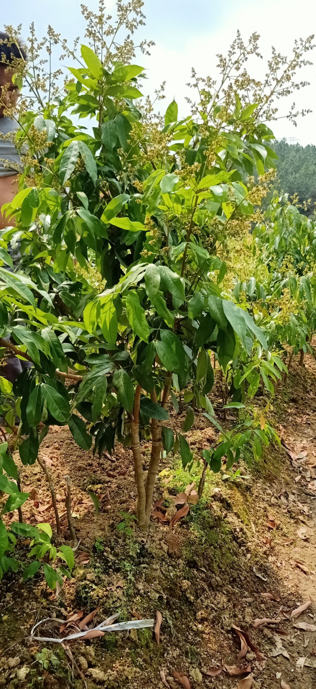  妃子笑荔枝苗 妃子笑荔枝苗嫁接苗 叶青树靓