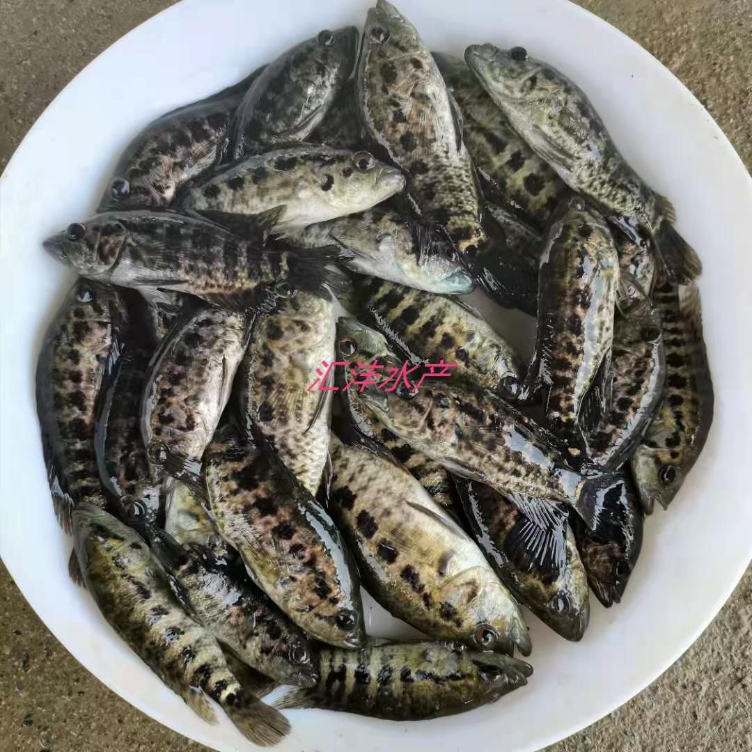 淡水石斑鱼苗，品种优质，量大从优，技术支持！全国发货！