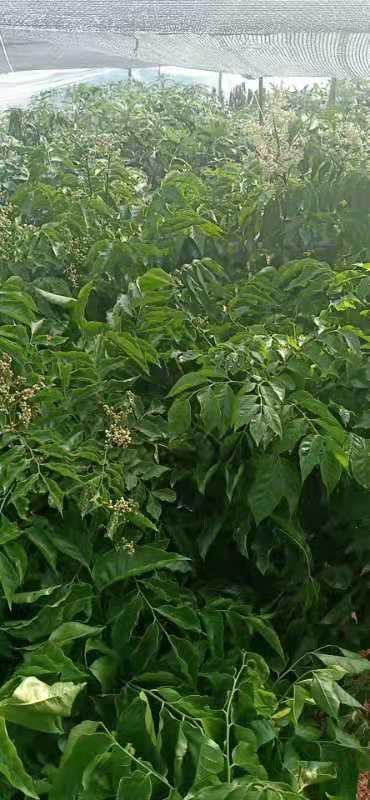 灵山县黑黄皮果苗 黑金刚黄皮苗杯苗