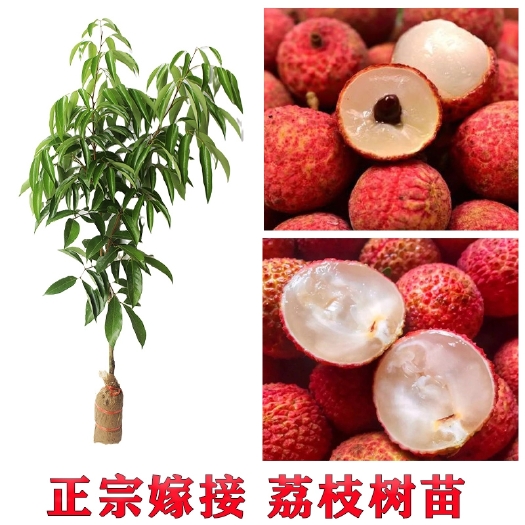 容县妃子笑荔枝苗地栽庭院南方种植嫁接无核桂味荔枝苗树当年结果