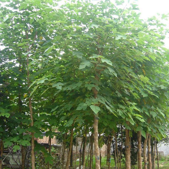 构树杂交构树苗楮实子假杨梅猪牛羊马青饲料牧草耐寒高温