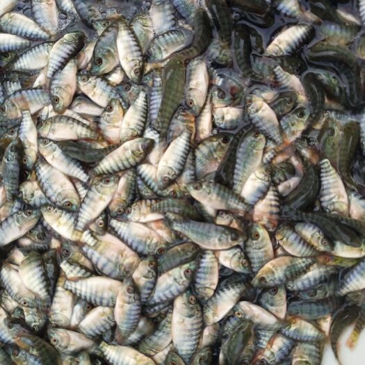 博罗县罗非鱼苗 