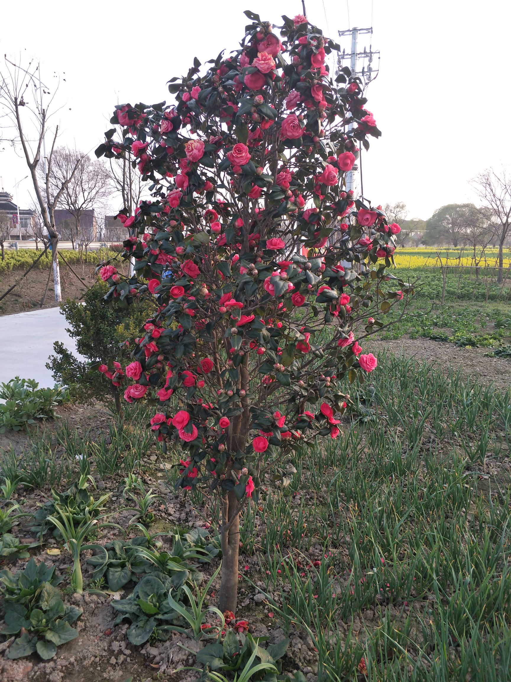 茶花树  茶花、茶梅