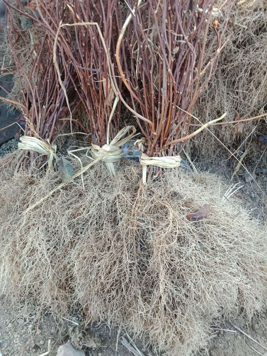 五味子苗，辽五味子苗，中药材种植，五味子，基地直销