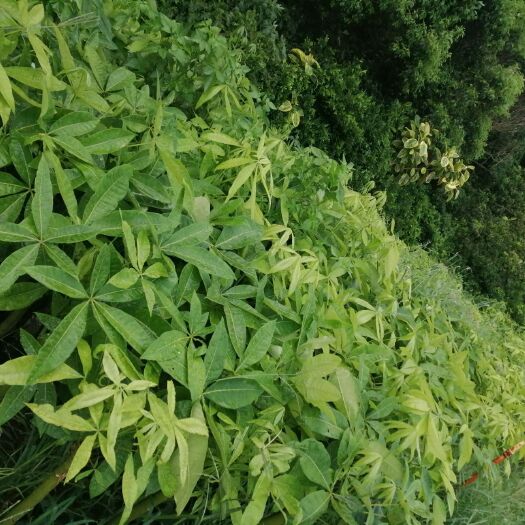 东山县 发财树，各种规格均有