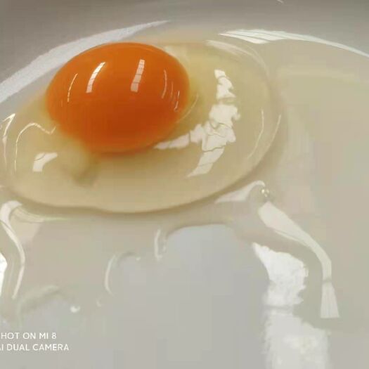 合肥土鸡蛋  安徽土鸡蛋 蛋黄漂亮 鸡蛋 炒出金黄 品质直达