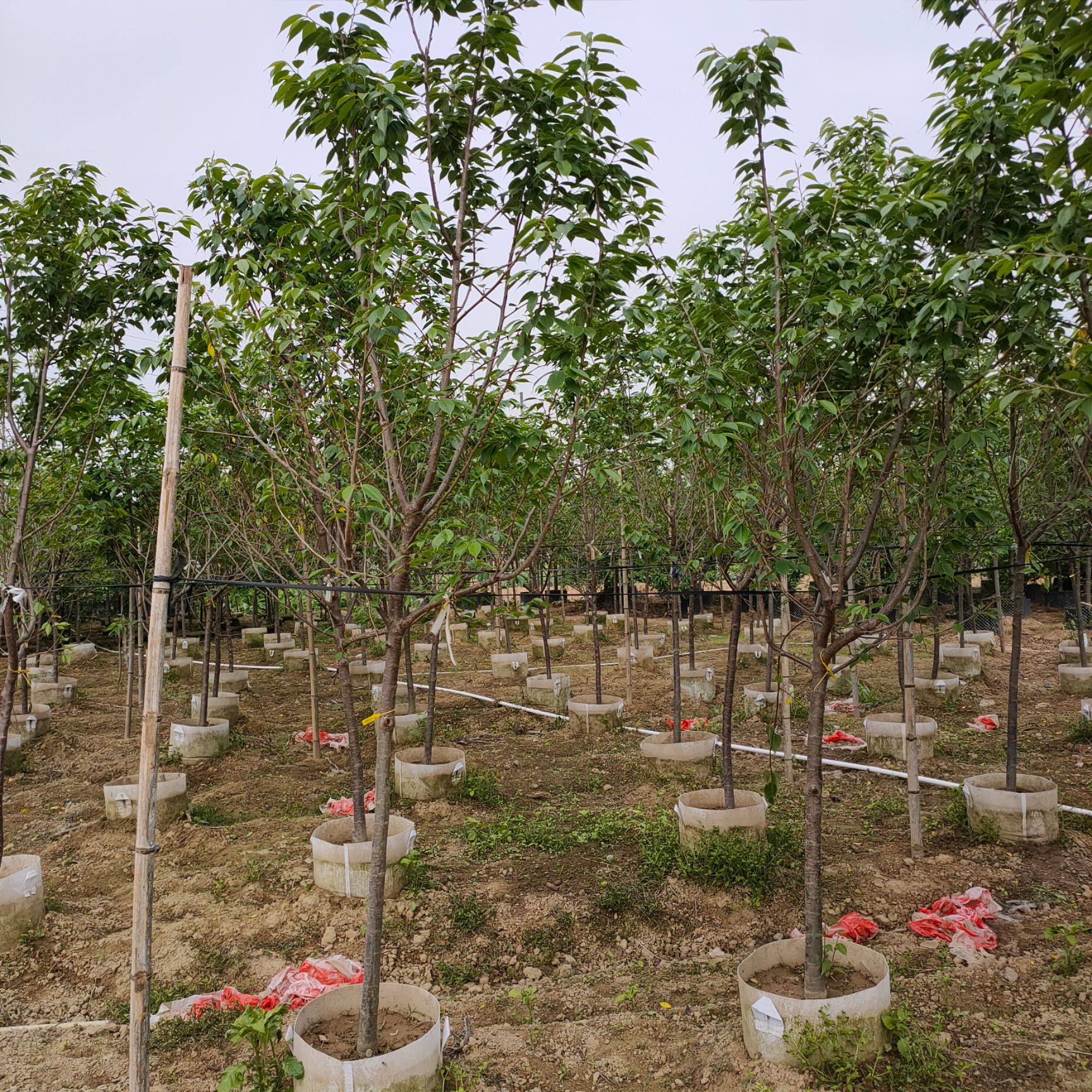 福建山樱花3公分，中华樱