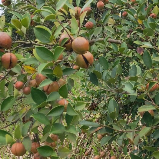 长沙县红花油茶树  三华油茶