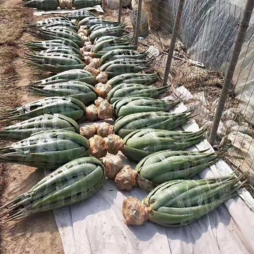 周口 库拉索芦荟胶质粘稠叶片肥厚常年大量批发