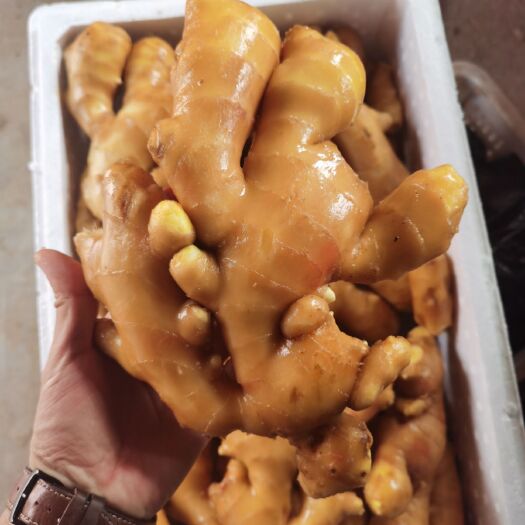 安丘市生姜精品水洗大黄姜，供应档口质优价廉坏烂包赔平台交易全国发货
