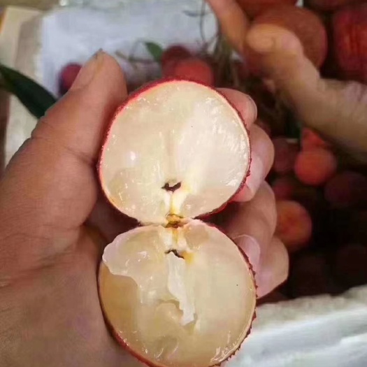 灵山县无核荔枝苗