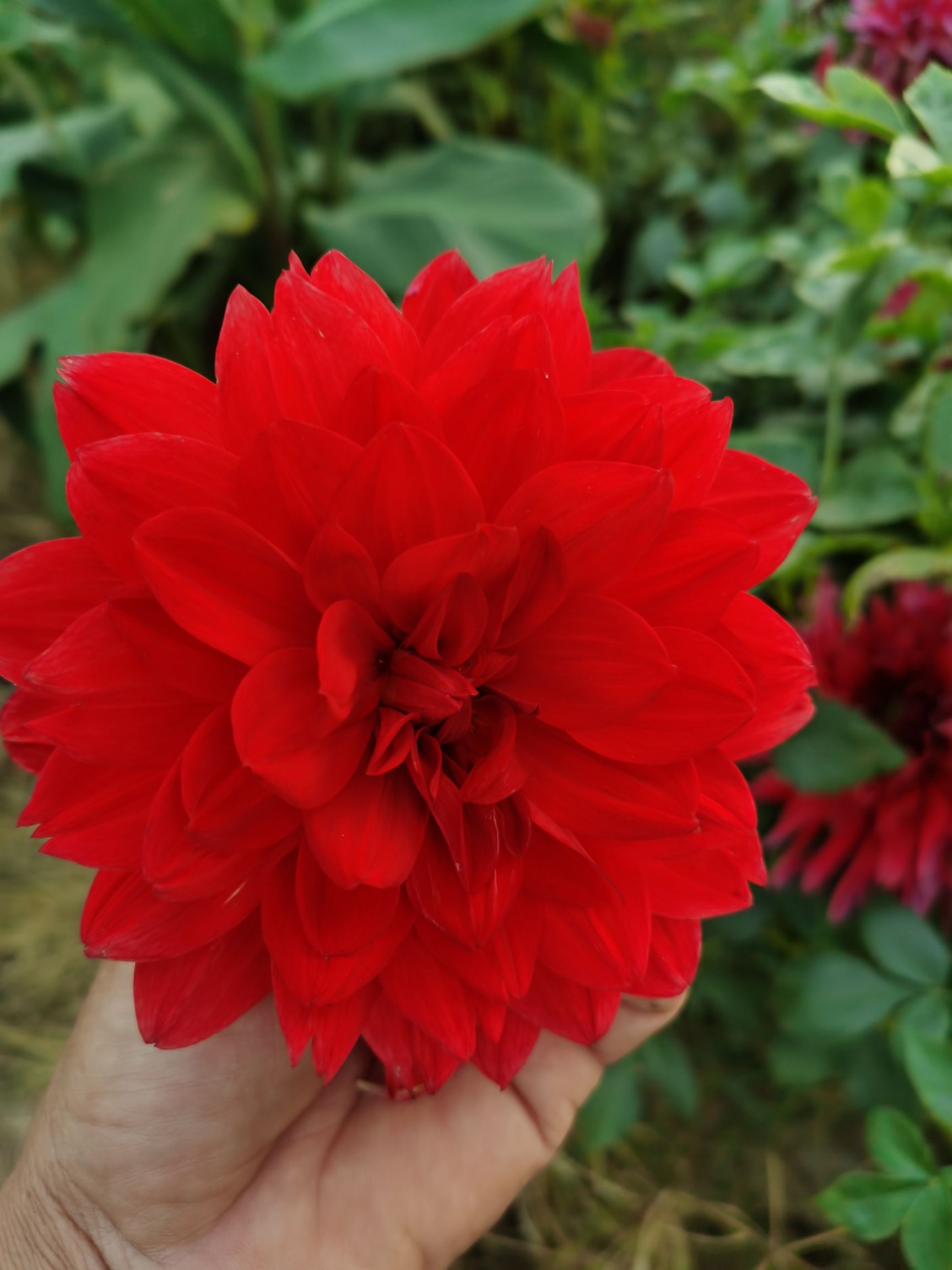 大丽花种子  大丽花自产自销品种多，花期长，花大饱满