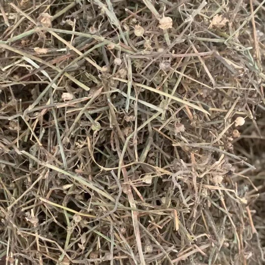 玉林长期供应｛白花蛇舌草｝可批量可零售量大从优【包邮】