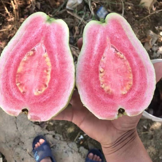 灵山县胭脂红番石榴苗  西瓜芭乐番石榴果苗