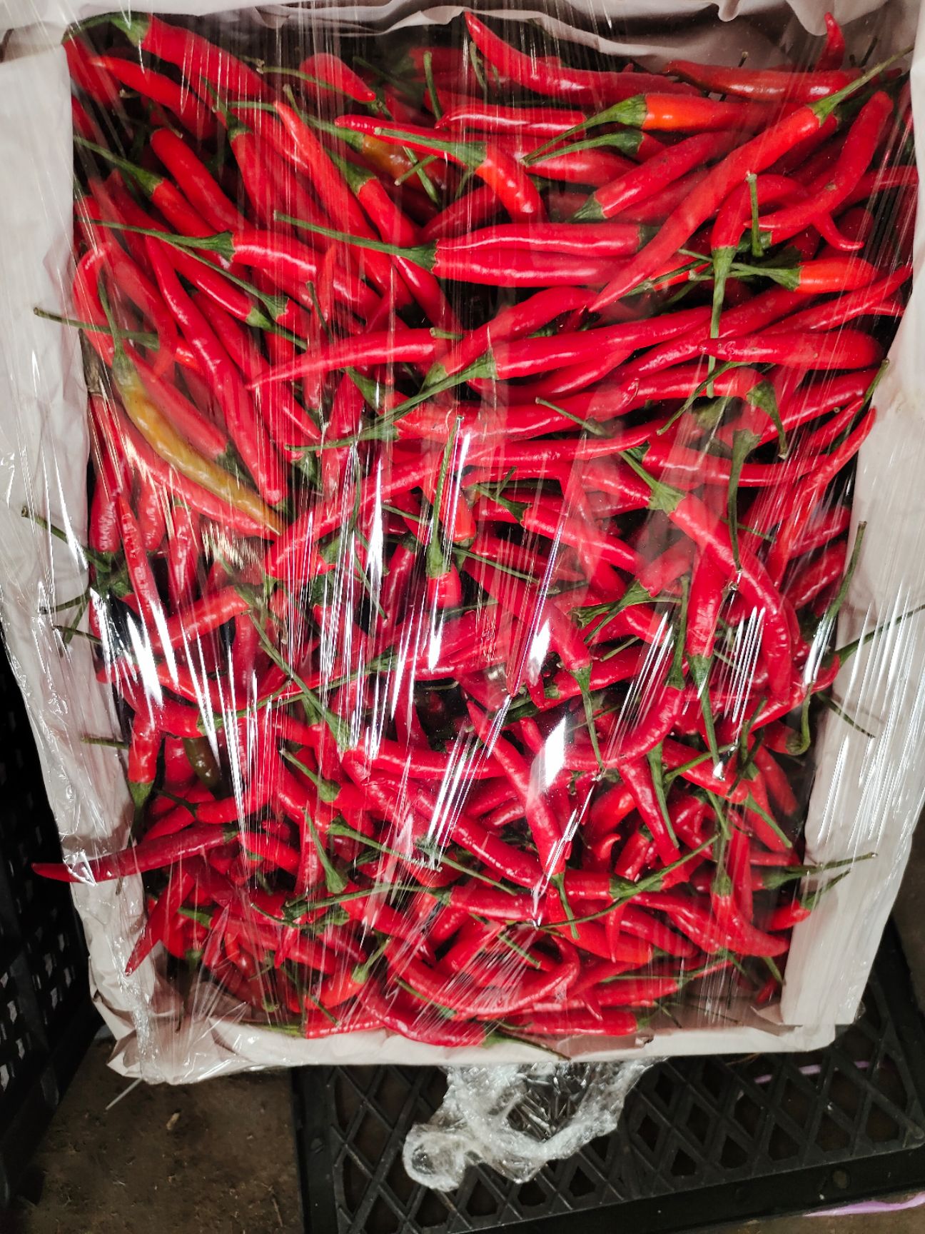 艳红辣椒 云南省昭通市昭阳区 