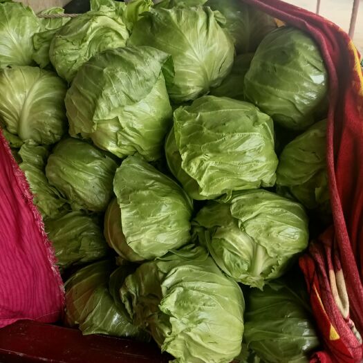 聊城绿包菜  聊城沙镇产地冷棚甘蓝大量供应中，质量好，颜色绿，萱的