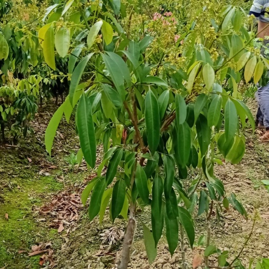 灵山县桂味荔枝苗 桂味荔枝苗嫁接苗