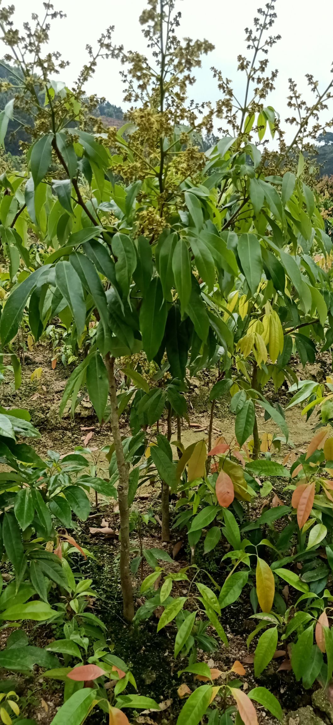 桂味荔枝苗 桂味荔枝苗嫁接苗