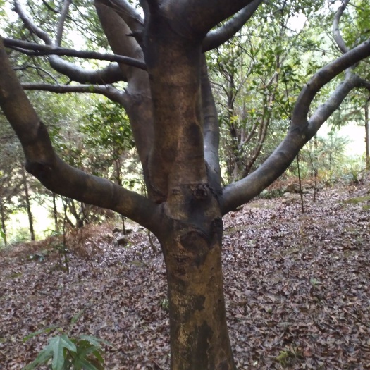 富川县荸荠杨梅种苗 有挂果大杨梅树，口感好端午节前成熟，另繁育大量一至三年苗乌梅
