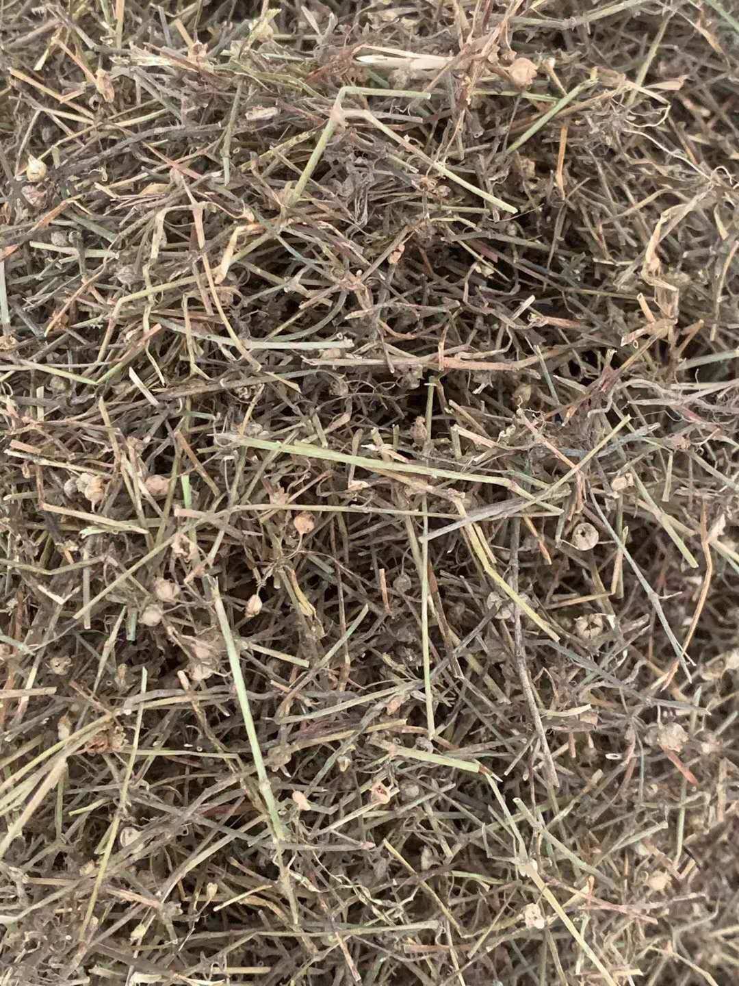 长期供应｛白花蛇舌草｝可批量可零售量大从优【包邮】