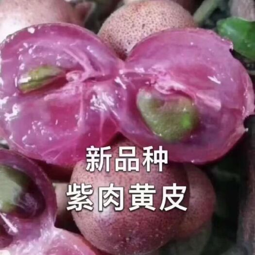 灵山县黑黄皮果苗 紫肉黄皮 香蜜黑黄皮 鸡心黄皮南北方可种植