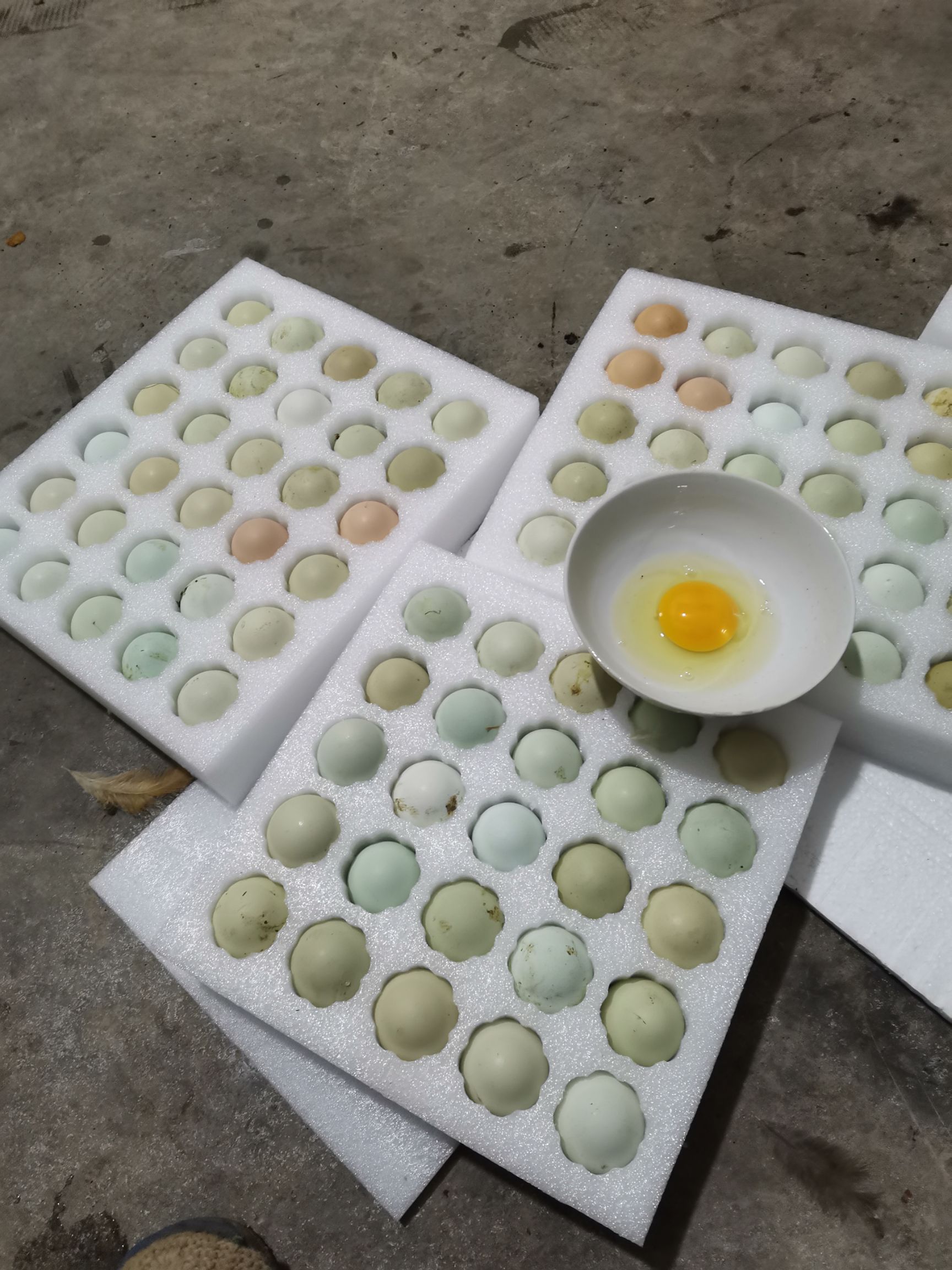 绿壳蛋  土鸡蛋