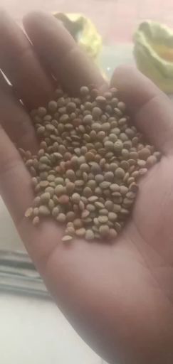 陇西县 新扁豆