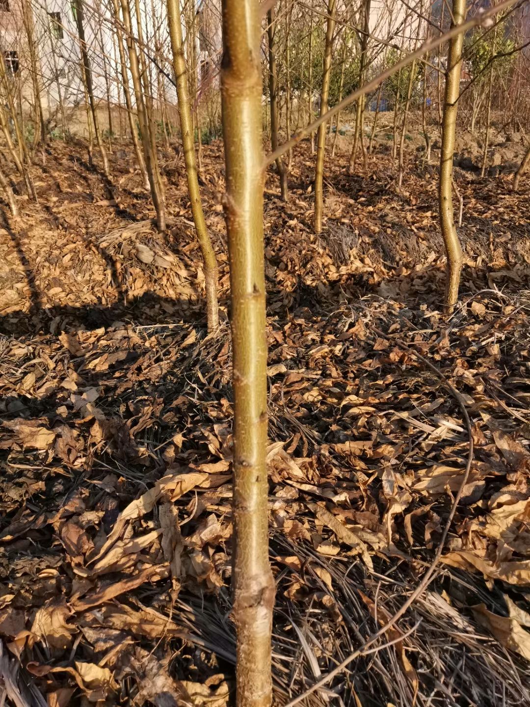 绿叶碧桃 2年生观赏桃花树，头径2-4公分，根系发达，易成活，花量大。