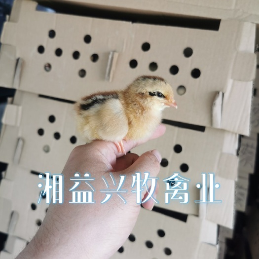 广州麻鸡苗 新广k901（湘益兴牧禽业孵化场）