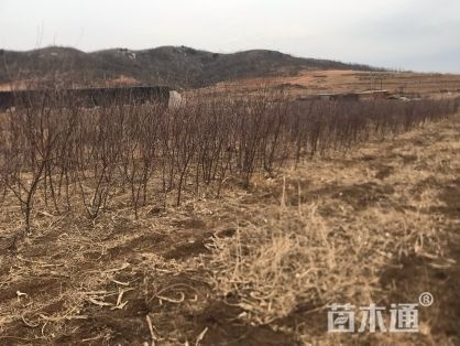 兴城市山杏苗 山杏   地习苗   4年   根茎3-4