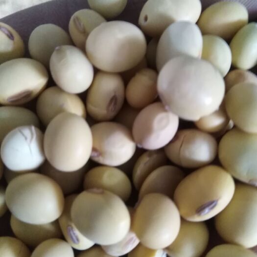 巨野县黄大豆  精选杂花豆制品专用大黄豆，高蛋白，出浆高，适合做豆制品。