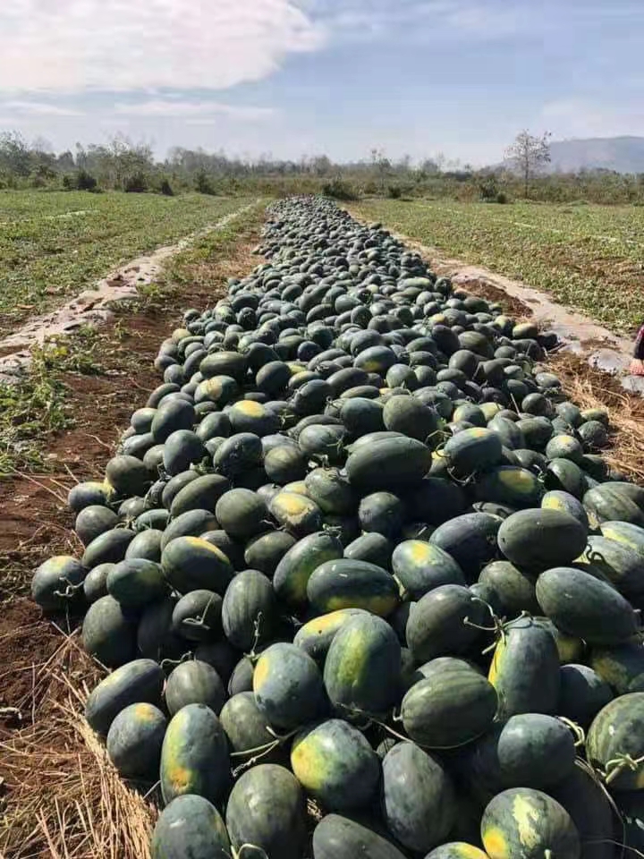 黑美人西瓜 云南省红河哈尼族彝族自治州河口瑶族自治县 1茬