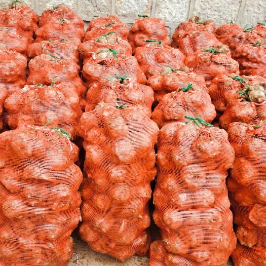 富源县魔芋种子 大量销售无农药的磨芋种，子芋、二芋150、100、50克等
