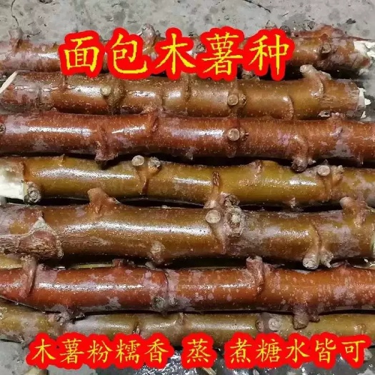 灵山县木薯种苗 白木薯 黄木薯苗 面包薯红木薯淀粉专用