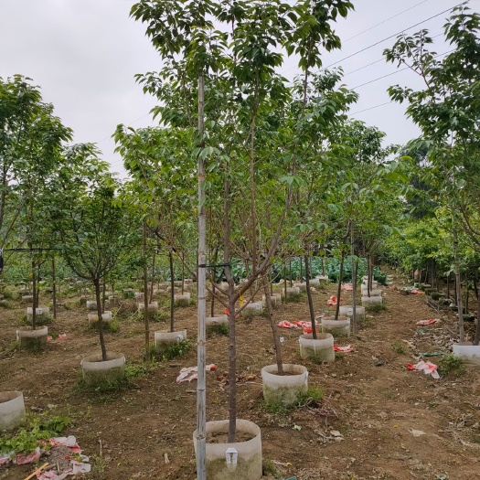 福建山樱花3公分，中华樱